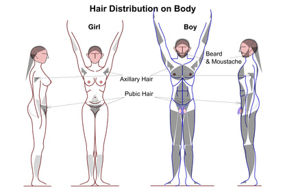 Full Body Laser Hair Removal - Male SKINFUDGE